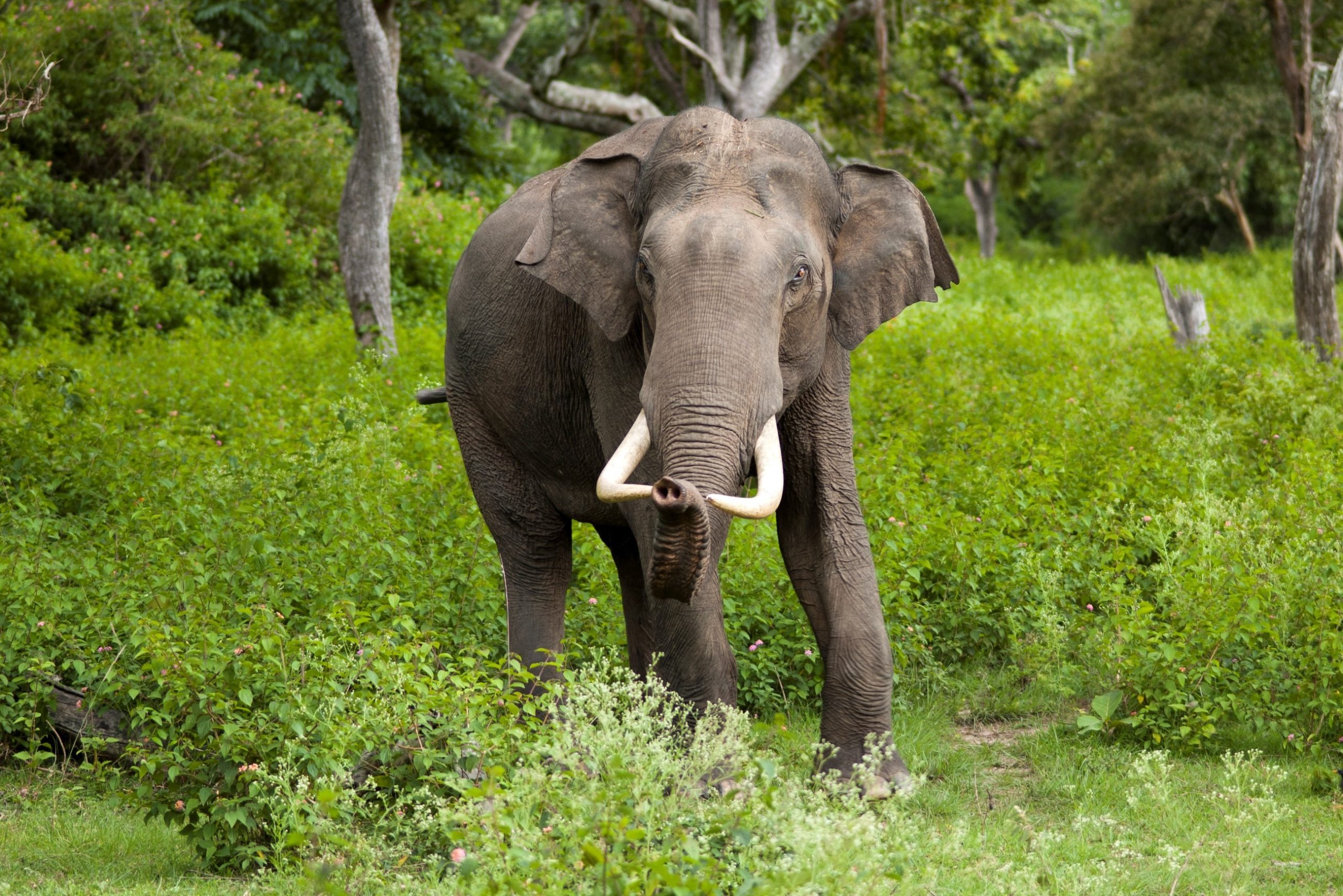 Save the Elefants